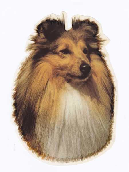 STICKER SHETLAND SHEEPDOG