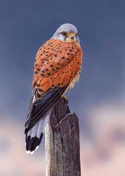 KESTREL WENSKAART