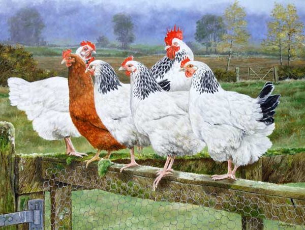 ODD ONE OUT WENSKAART