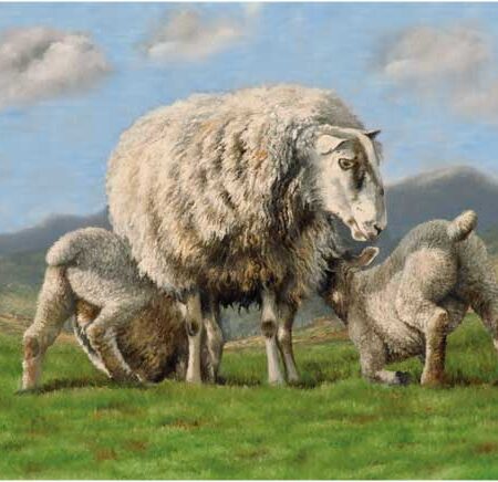 EWE AND LAMBS WENSKAART