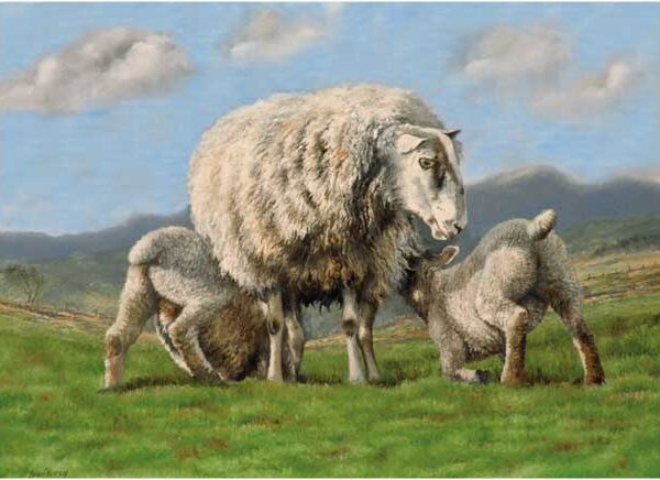 EWE AND LAMBS WENSKAART